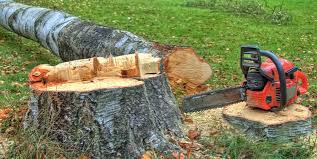 Best Tree Cabling and Bracing  in Yorkshire, VA