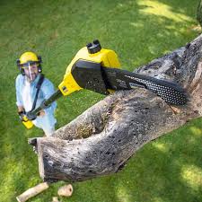 Best Fruit Tree Pruning  in Yorkshire, VA