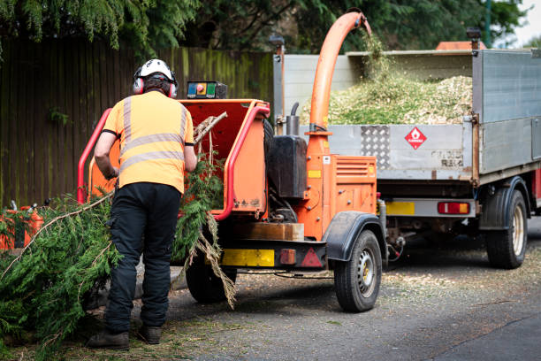 Best Tree and Shrub Care  in Yorkshire, VA