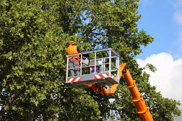 Best Tree Risk Assessment  in Yorkshire, VA