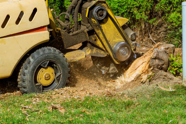 Best Hazardous Tree Removal  in Yorkshire, VA