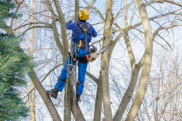 Best Leaf Removal  in Yorkshire, VA