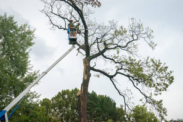 Best Tree Disease Treatment  in Yorkshire, VA