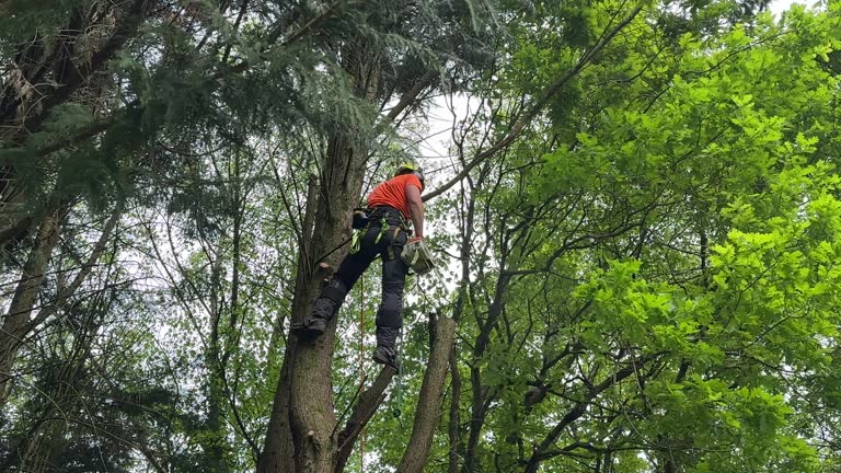 Best Tree Mulching  in Yorkshire, VA