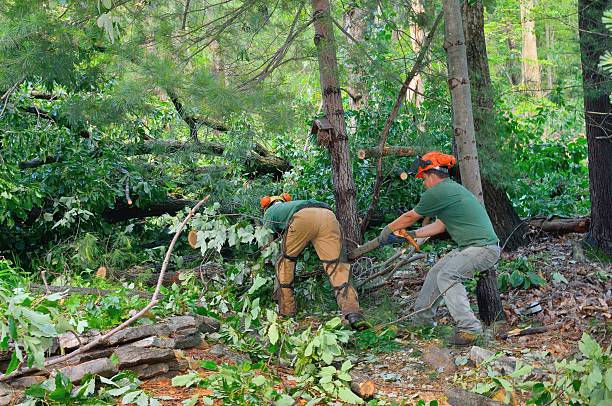 Best Utility Line Clearance  in Yorkshire, VA