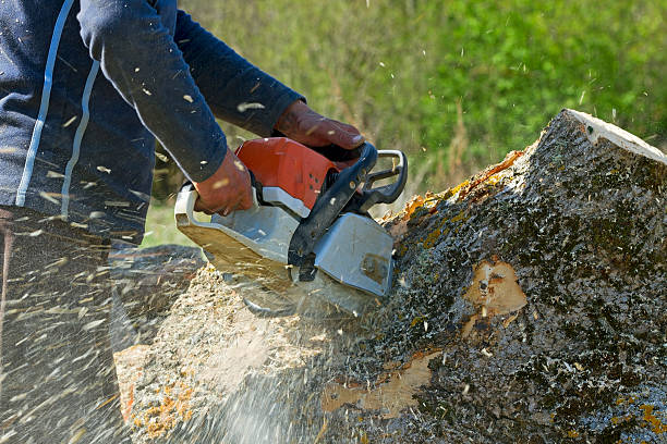 Best Lawn Seeding  in Yorkshire, VA
