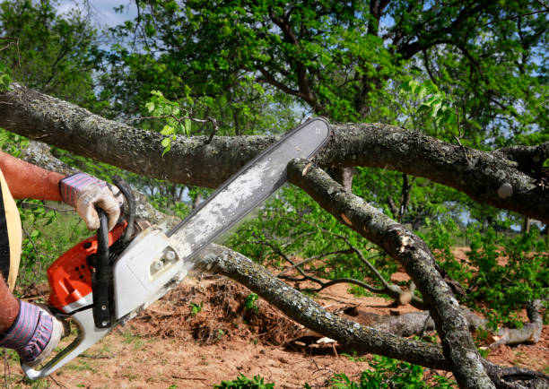 Best Tree Preservation Services  in Yorkshire, VA