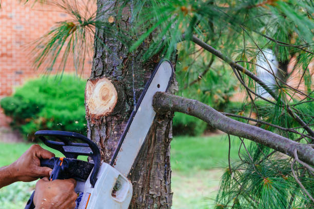Best Hedge Trimming  in Yorkshire, VA